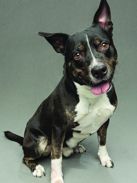 Maverick, a dog in the Humane Society of the Treasure Coast Promote-a-Pet program