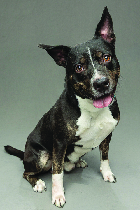 Maverick, a dog in the Humane Society of the Treasure Coast Promote-a-Pet program
